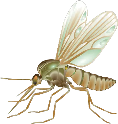 Mosquito Fly Vector Insect Dibujos De Mosquitos Reslista Png Mosquito Transparent Background