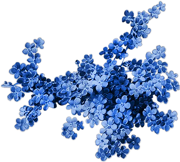 Printemps Myosotis Png Tube Fleur Blue Flower Png Transparent Png Forget Me Not Paper Blue Flower Png