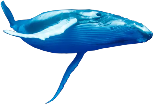 The Blue Whale Tribute Page Clear Background Blue Whale Transparent Png Whale Transparent Background