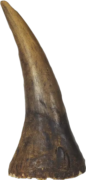 Rhino Horn Transparent U0026 Png Clipart Free Download Ywd Rhinoceros Horn Png Rhino Png