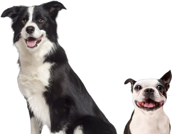 The Groom Room Mobile Pet Grooming Border Collie Sat Down Png Icon Border Collies