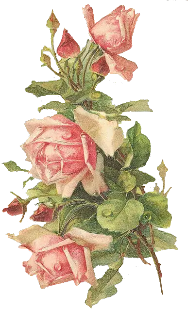 Catherine Klein Pink Roses Digital Elements U2013 Wings Of Whimsy Victorian Rose Postcard Png Pink Roses Png