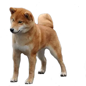 Shiba Inu Tumblr Transparent Transparent Background Shiba Inu Png Shiba Inu Png