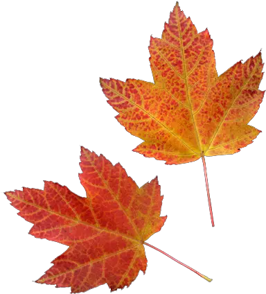 Vector Download Fall Transparent Tumblr Fall Png Fall Transparent Background