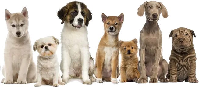 Arizona Pet Waste Removal Dog Poop Dogs In A Row Png Dog Poop Png