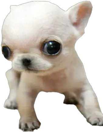 A Motherfucking Chihuahua Soft Png Chihuahua Png