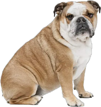 English Bulldog Png Bulldog Png Bulldog Transparent