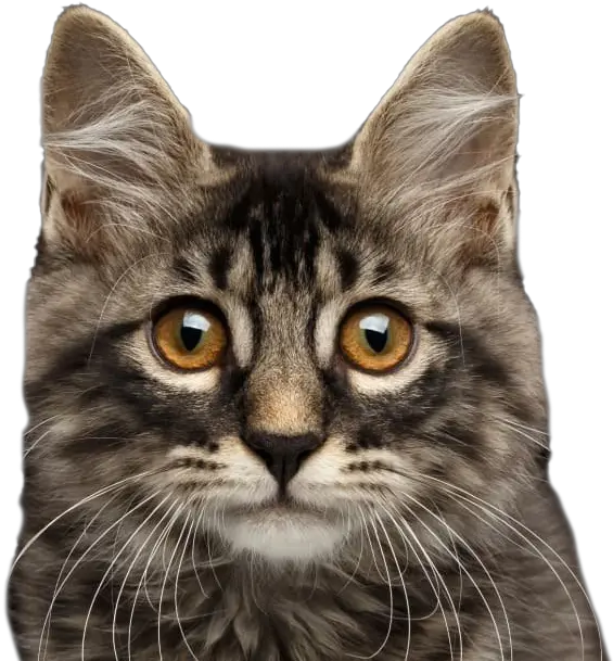 Cat Transparent Background Cat Png Cats Transparent Background