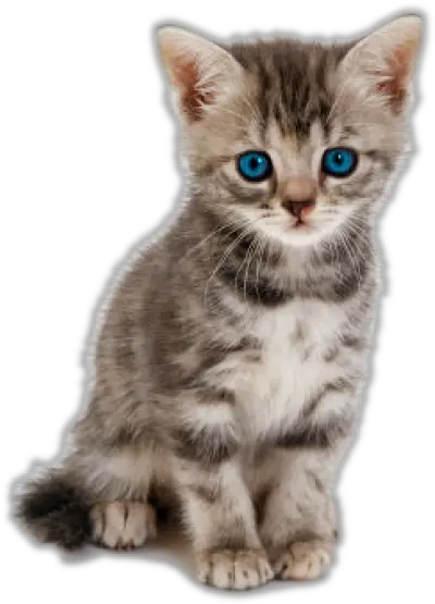 Png Transparent Kitten Kittens Png Kittens Png