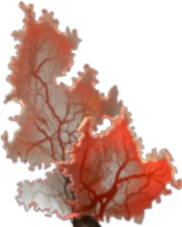 Coral Tree Png Coral Png