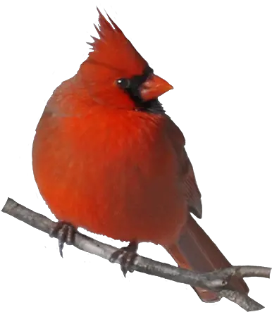 Png 19 Cute Cardinal Clip Transparent Cardinals And Angels Cardinal Png