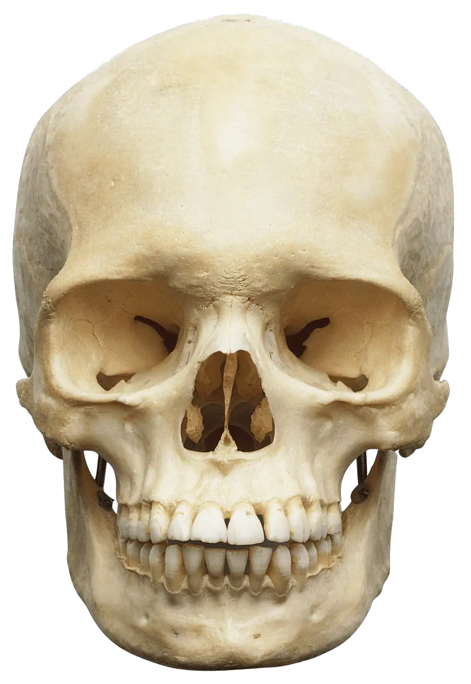 Skull Png Emoji