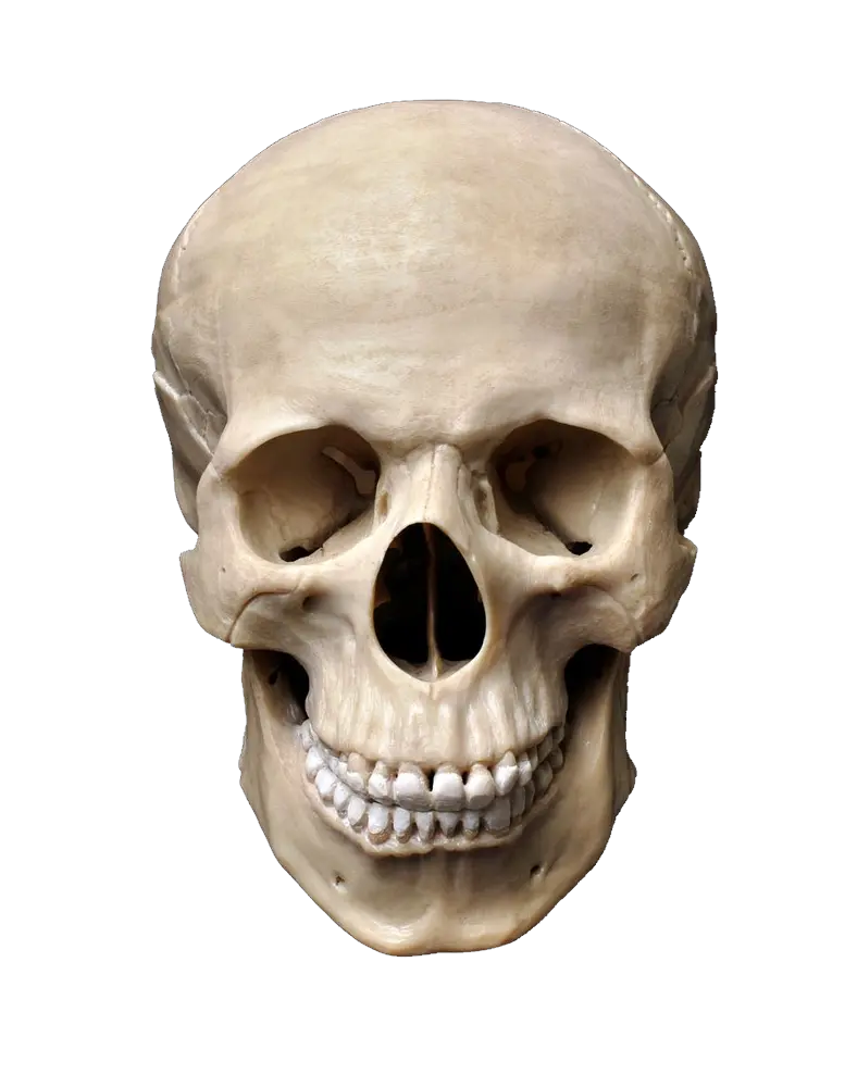 Skull Necklace Png