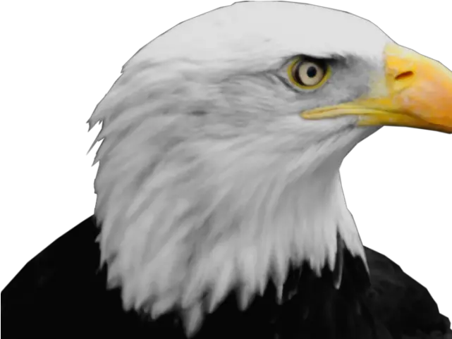 Download Hd Bald Eagle Png Transparent Images Sun And Bald Eagle Head Png Bald Eagle Png