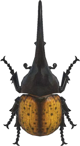 Horned Hercules Hercules Beetle Animal Crossing New Horizons Png Hercule Png