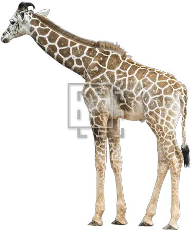 Juvenile Giraffe Immediate Entourage Giraffe Photoshop Png Giraffe Png