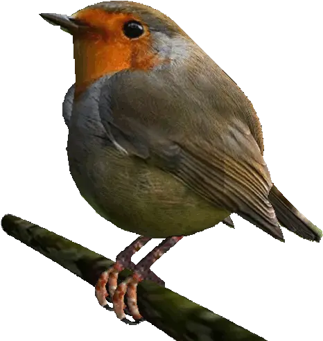 Bird Sticker By Badblueprints For Ios Android Giphy Animated Robin Bird Transparent Png Bird Transparent