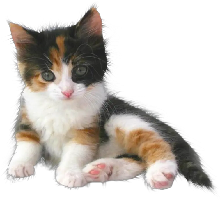 Pin By Honey Bee Transparent Calico Cat Png Kitten Png