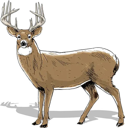 How To Age Bucks Realtree Camo 2 Year Old Buck Png Deer Transparent Background