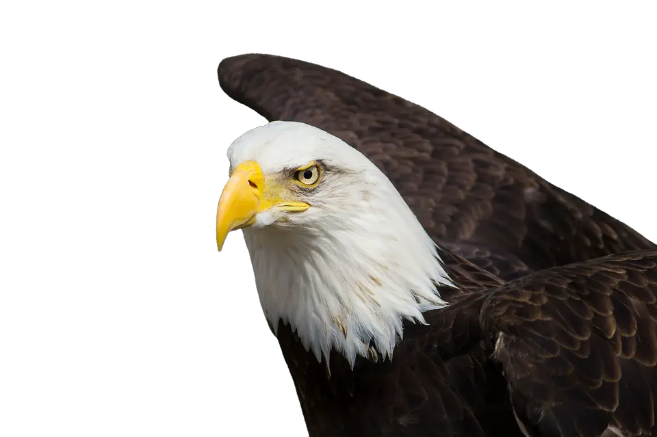 Bald Eagle Head Png Adler Bald Eagles Bird Of Prey Raptor Native American Eagle Feather Eagle Head Png