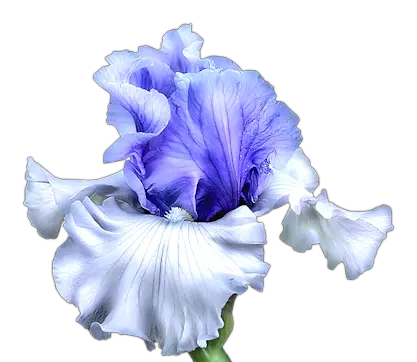 Blue Iris Flower Png Transparent Transparent Image Iris Flower Iris Flower Png