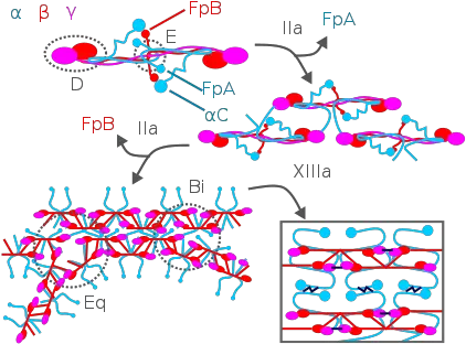 Fibrinogen Fibrinogen Molecular Structure Png Blood Cut Png