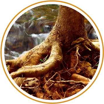 Grow Tree Care Arboriculture Services Comox Valley Bc Soil Png Tree Root Png