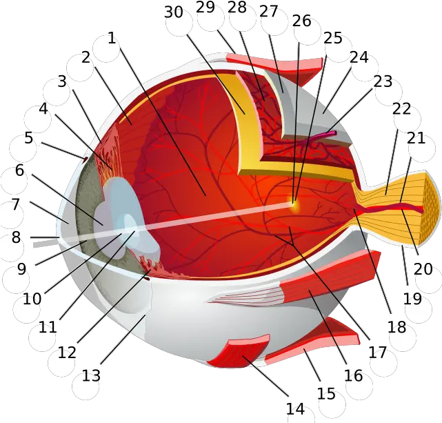 Why Do Quarian Eyes Glow Rshowerthoughts Masseffect Diagram Of The Eye Png Red Glowing Eyes Png