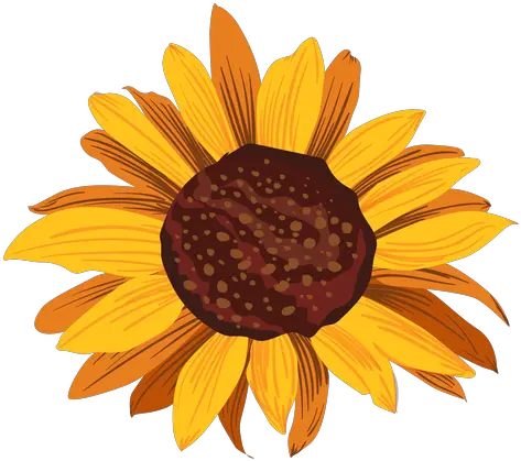 Sunflower Head Drawing Transparent Png U0026 Svg Vector File Good Morning Your Little Ray Of Sarcastic Sunshine Sunflower Transparent Background