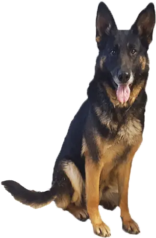 German Shepherd Puppies Png Old German Shepherd Dog German Shepherd Png