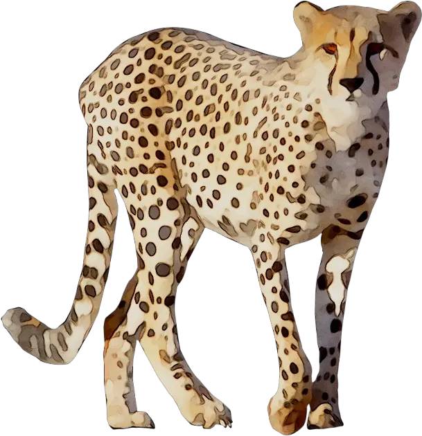 Cheetah Leopard Lion Animal Drawing Png Download 768774 Cheetah Png Chester Cheetah Png