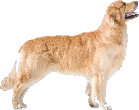 Golden Retriever Transparent Background Png Arts Golden Retriever Dog Side View Dog Transparent Background