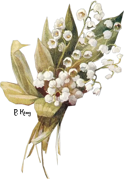 Download Lily Of The Valley Png Free Free Free Vintage Lily Of The Valley Lily Transparent