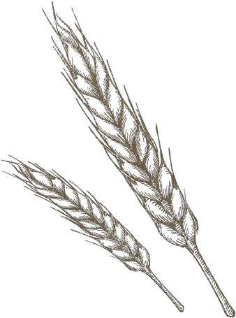 Wheat Drawing Png U0026 Free Drawingpng Transparent Wheat Drawing Png Wheat Transparent