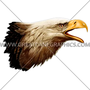 Side View Eagle Head Eagle Side View Png Eagle Head Png