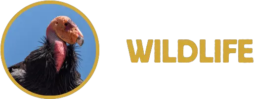 February Wildlife Update Wolves Regain Protections California Condor Png Shadow Wolf Icon