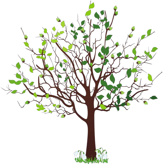 Spring Tree With Snowdrops Png Clipart Picture Spring Tree Clipart Palm Tree Outline Png