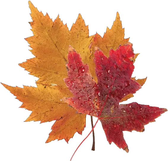 Fall Foliage Is Revealed Daun Musim Gugur Di Jepang Png Fall Leaf Png