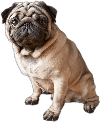 Sitting Pug Transparent Png Stickpng Top 5 Cute Dog Breeds Dog Sitting Png