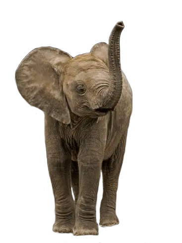 Small Elephant Transparent Png Baby Elephant Transparent Background Elephant Transparent Background