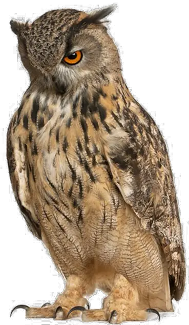 Download Owl Free Png Image Owl With Pointy Eyebrows Owl Free Transparent Eyebrows Png