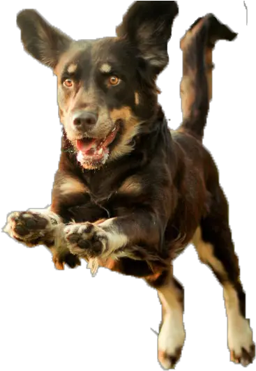 Dog Puppy Runs Running Puppy Png Download 1024683 Dog Running Png Running Transparent