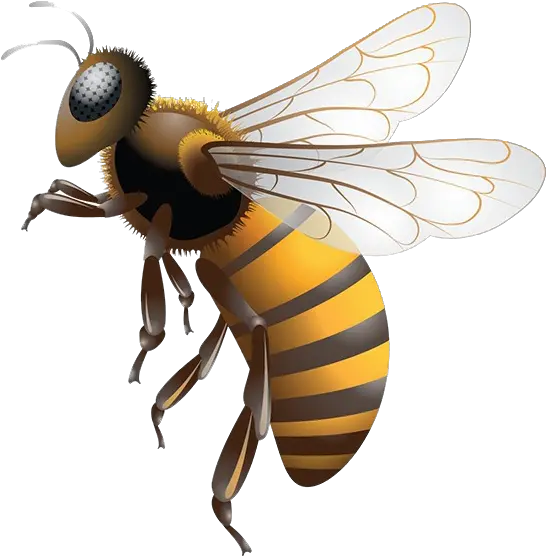 Bee Png Transparent Background Stingless Bee Honey Png Bee Transparent Background