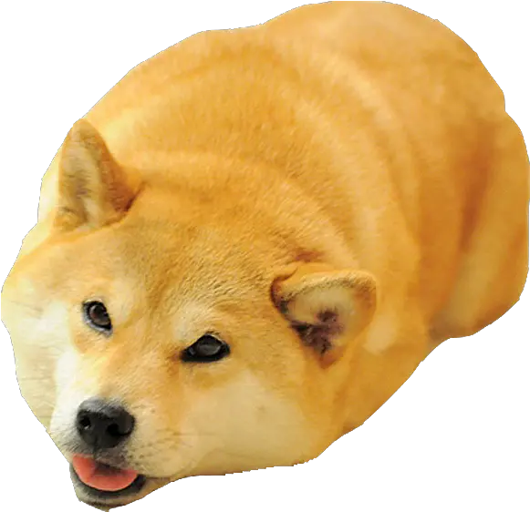 Download Shiba Dogu0027s Head Messages Sticker 2 Dog Meme Png Shiba Inu Head Transparent Dog Head Png