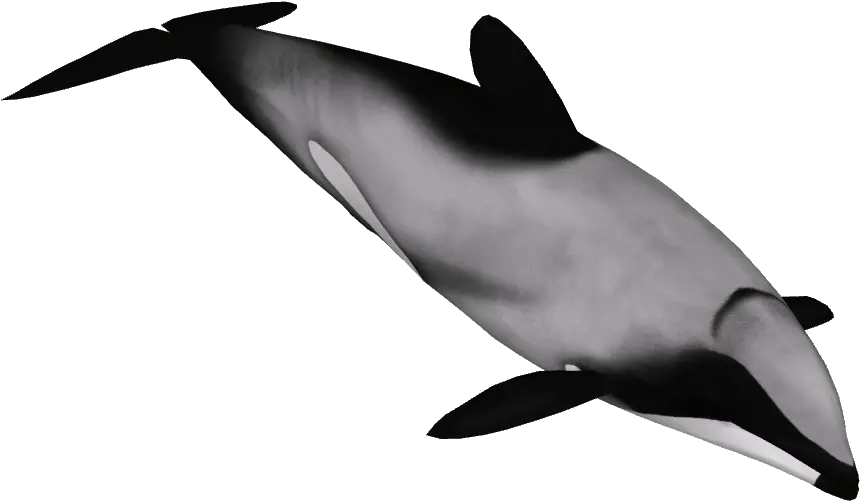 Hectoru0027s Dolphin 1 Hectoru0027s Dolphin Png Full Size Png Hectors Dolphin Clip Art Dolphin Png