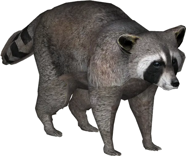 Raccoon Hd Png Transparent Hdpng Images Pluspng Raccoons Raccoon Transparent