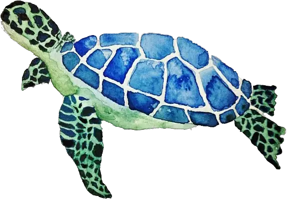 Turtle Transparent Background Sea Turtle Png Turtle Transparent Background