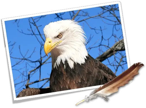 Download Where Eagles Fly Road Trip Car Bald Eagle Png Eagle Feather Png