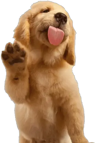 Golden Retriever Png Golden Retriever Png Golden Retriever Png