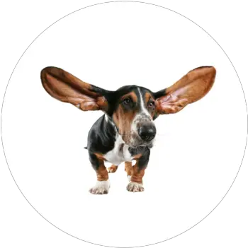 Download Hd Ear Cleaning Dog Ear Png Dog Ears Png